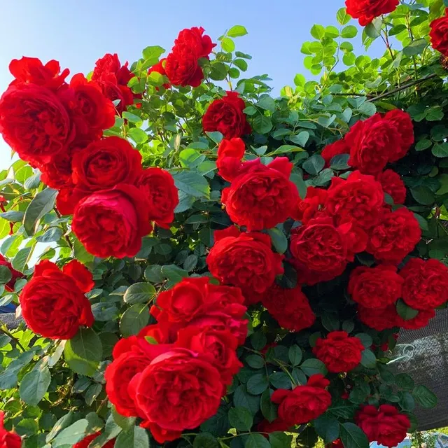 Seeds of beautiful colourful rose - different species