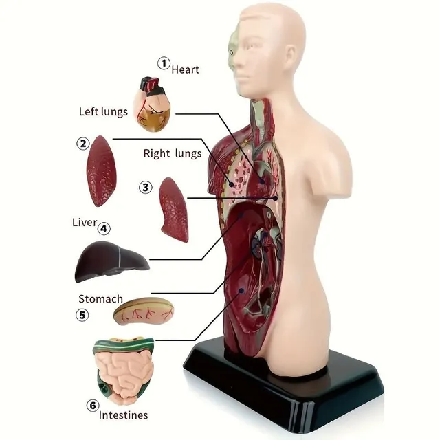 The educational model of the human body with organs to assemble - for fun and interactive learning