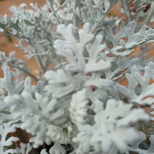 Starček nadmorski Cineraria maritima Srebrny pył wieloletni Łatwy