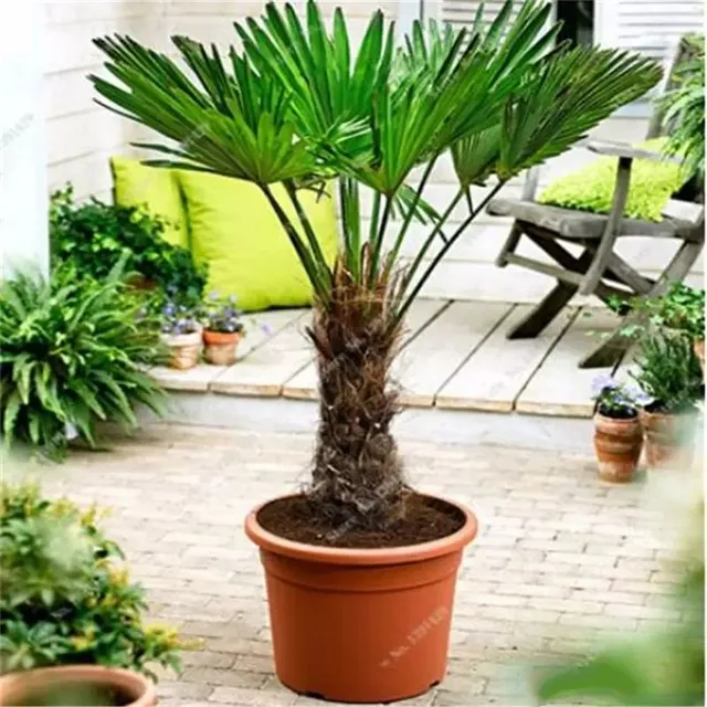 Ornamental palm seeds Chamaerops Excelsa