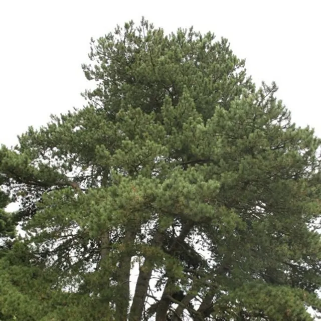 Pine black Pinus nigra drzewo iglaste Łatwy do uprawy poza 35 na