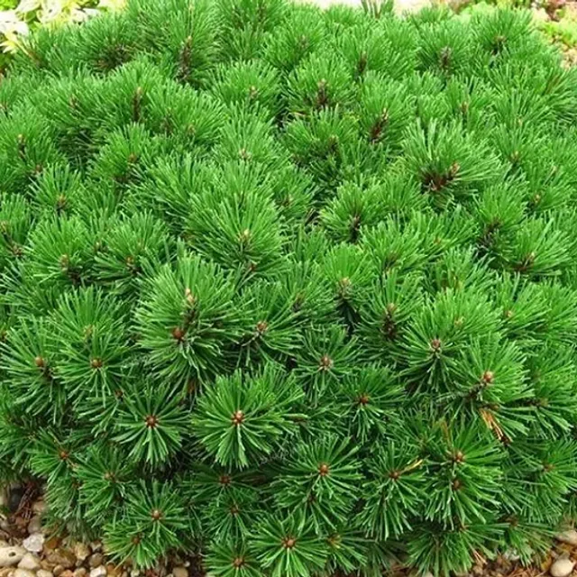 Pine Kneel Pinus mugo pumilio small coniferous tree Easy growing outside 15 pieces seeds