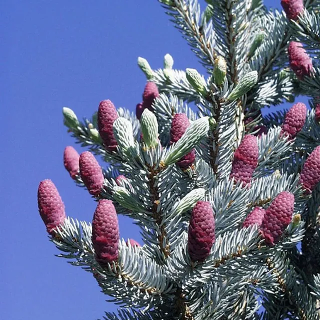 Smrk pichlavý Picea pungens jehličnatý strom Snadné pěstování venku 100 ks semínek