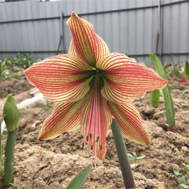 Seeds of colourful flowers Amaryllis - different species