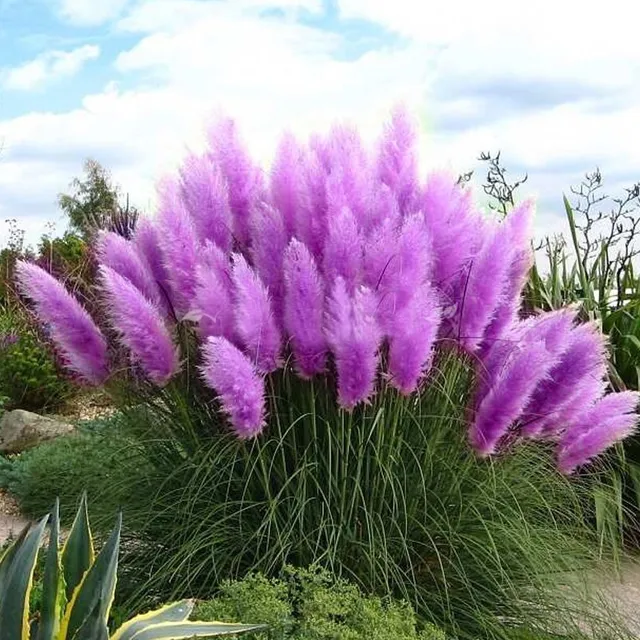 Seeds of fast-growing charming Lavender | 400 seeds