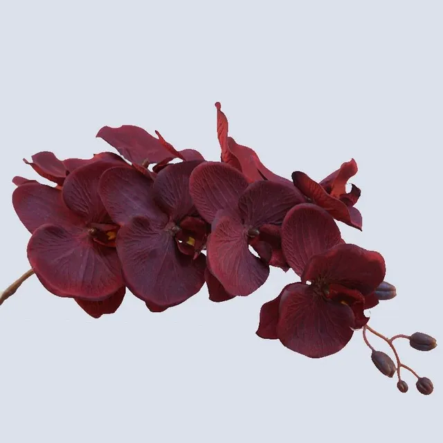 Krásne farebné orchidey