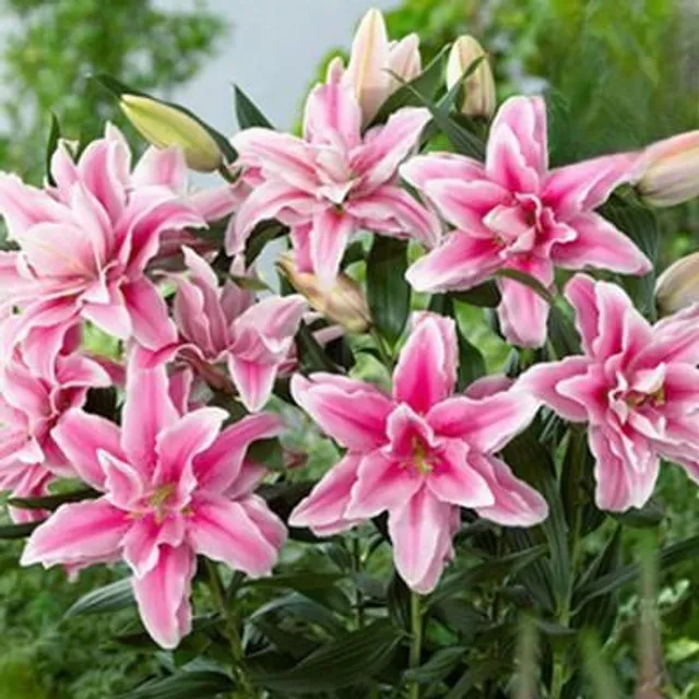 Seeds of ornamental flowers suitable for gardening - various colours Lilies