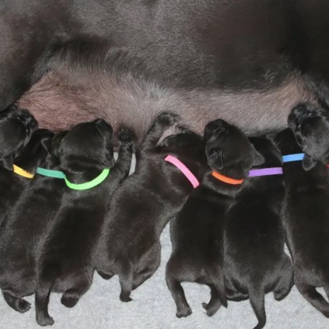 Coloured identification collars for puppies