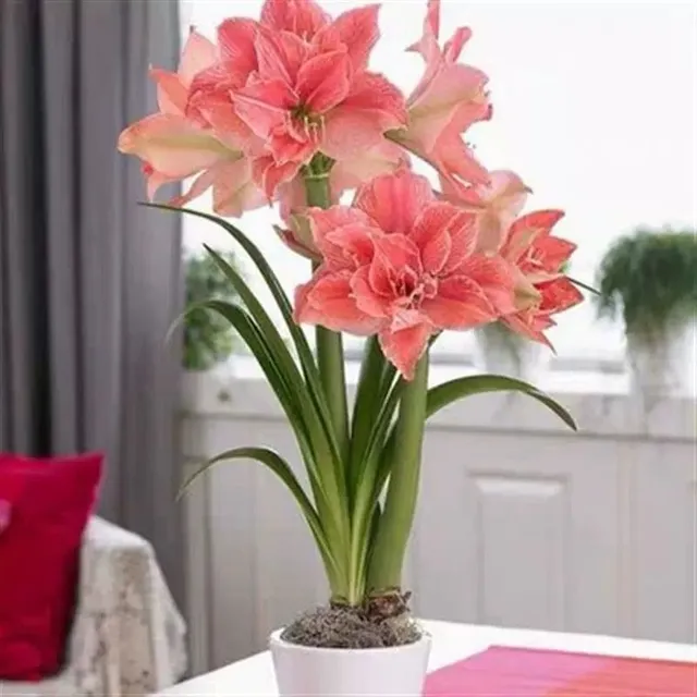 Graines de fleurs colorées Amaryllis - différentes variétés