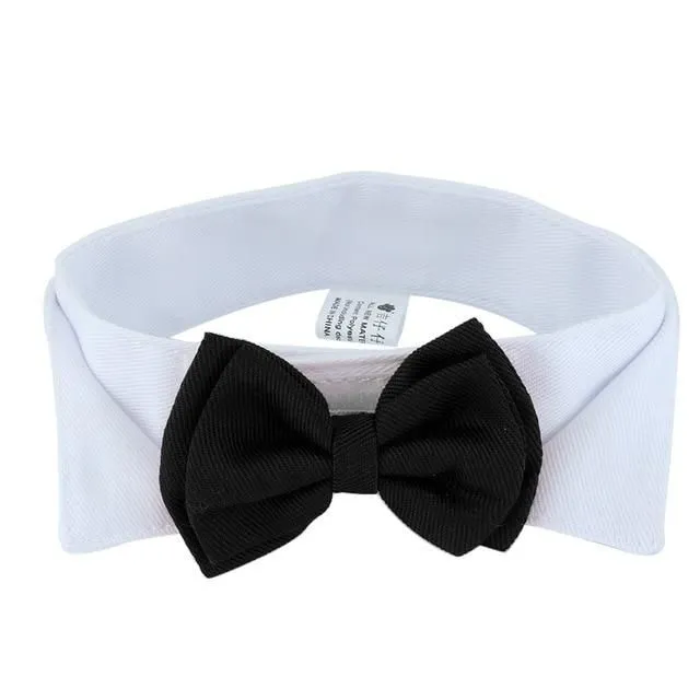 Elegant bow tie for dogs