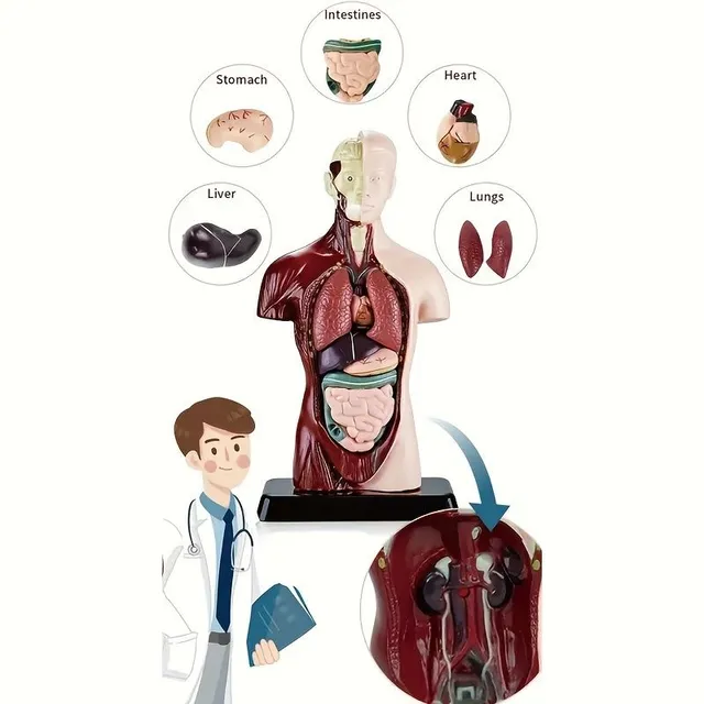 The educational model of the human body with organs to assemble - for fun and interactive learning