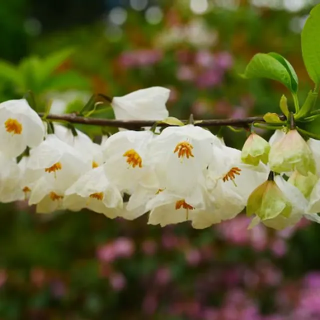 Halezia Carolina Halesia Carolina małe drzewo liściaste Łatwy do uprawy na