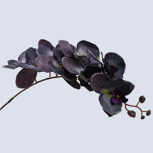 Krásné barvité orchideje