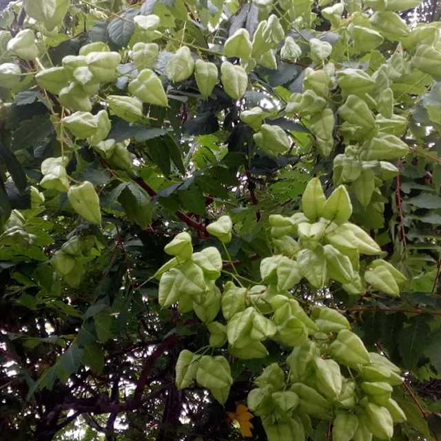 Koelreuteria elegans plameň zlatý strom listnatý strom ľahko rastúci vonku 30 ks semien