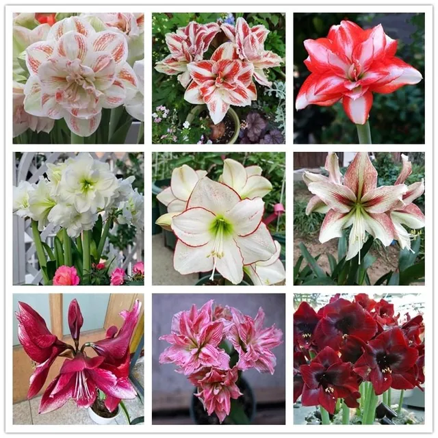 Seeds of colourful flowers Amaryllis - different species