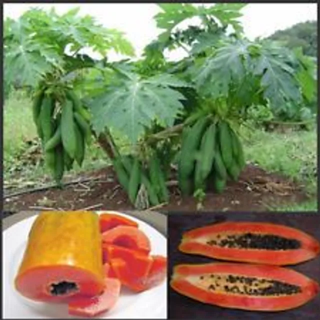 Original classic papaya seeds for gardeners 20pcs Maisie