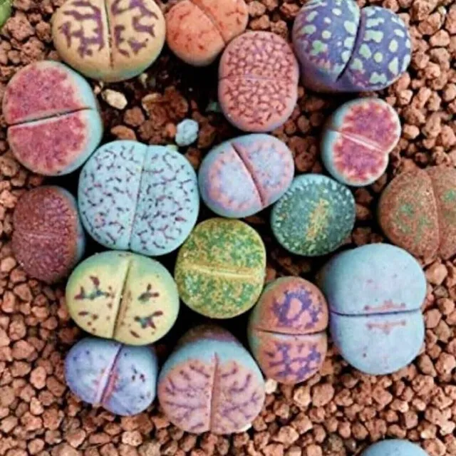 Lithops euniceae Lithops Mix live stones seeds succulents easy growing seed 20 pcs