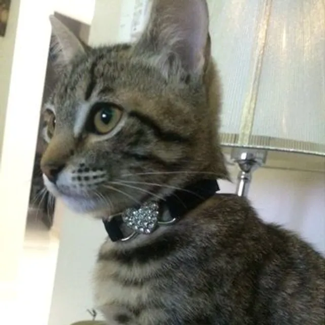 Velvet collar for cat with heart and bell