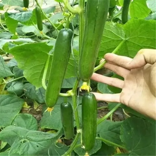 Semena zeleniny Okurka Cucumis Sativus