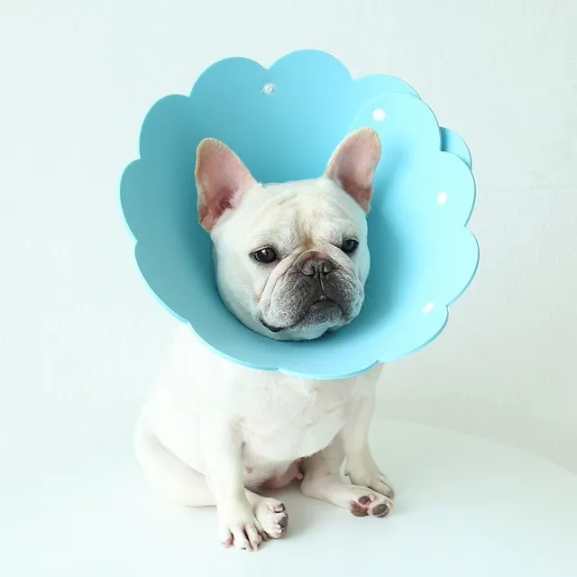Cute Elizabethan cloth collar for faster healing pets