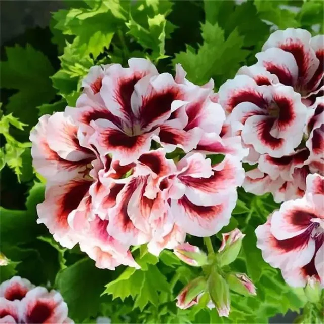 Seeds of beautiful and colorful Pelargonie large-flowered