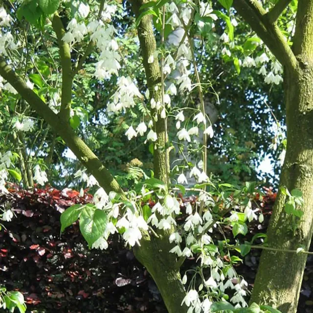 Halezia Carolina Halesia Carolina małe drzewo liściaste Łatwy do uprawy na