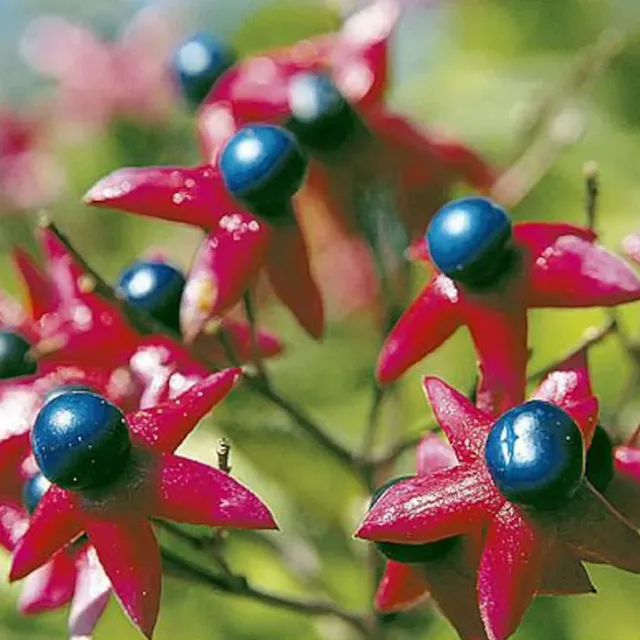 Seminte de Clerodendrum trichotomum - Arbust cu frunze tarzii, usor de crescut in aer liber, 10 seminte