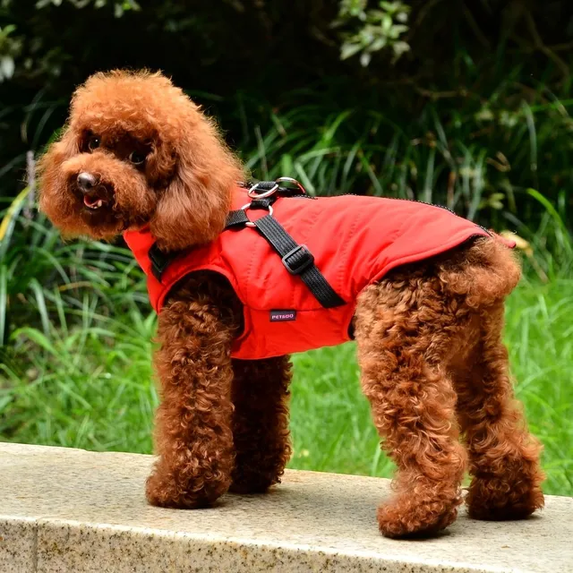 Warm, padded dog outfit with integrated harness for small and medium dogs