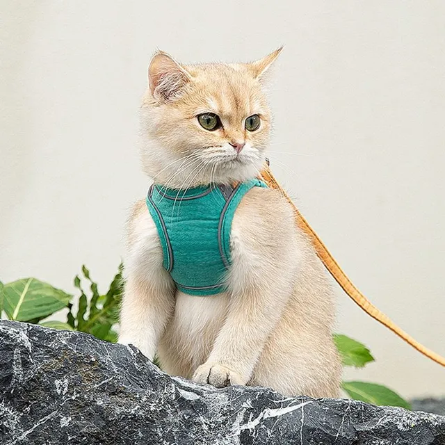 Cute harness for cats