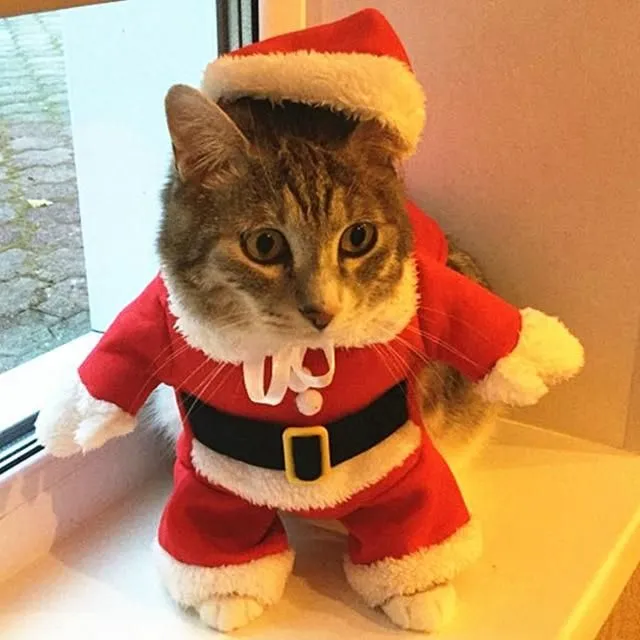 Vianočné oblečenie pre mačky
