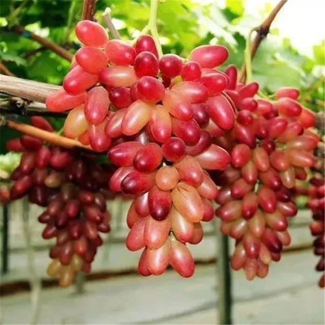 Seeds of sweet and colourful grape varieties - Sweet Grape