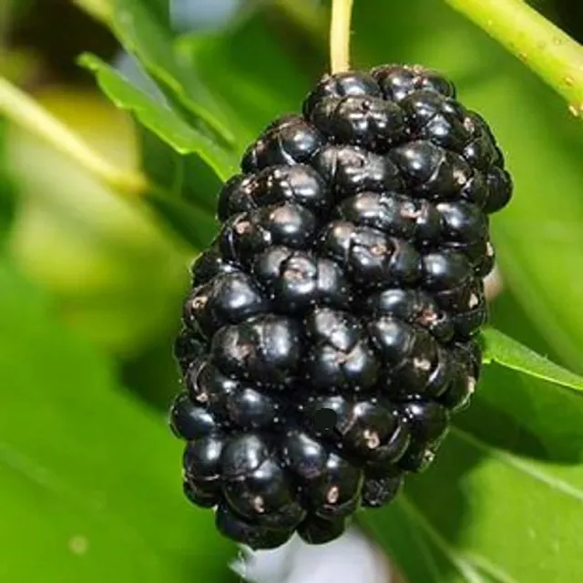 Morus nigra mulberry black heat-loving tree Easy growing outdoors 50 pcs seeds