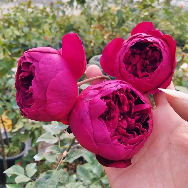 Seeds of beautiful colourful rose - different species