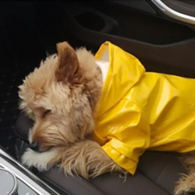 Waterproof outdoor suit for dogs