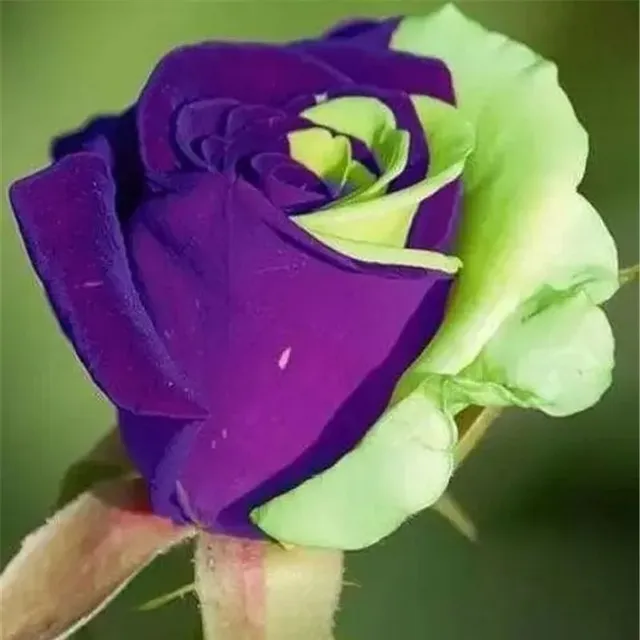 Semená pestrofarebných mnohokvetých ruží - Kordes