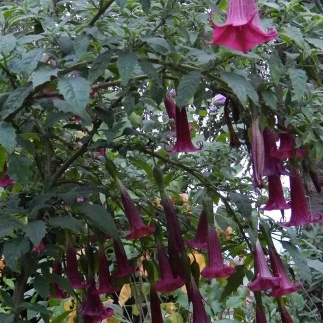Seminte frumoase ale plantei in aer liber Trompeta lui Angel - Brugmansia suaveolens