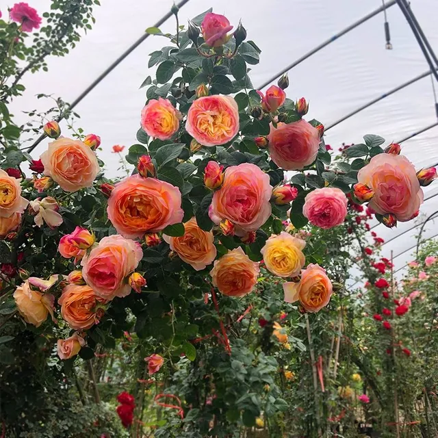 Seeds of beautiful colourful rose - different species