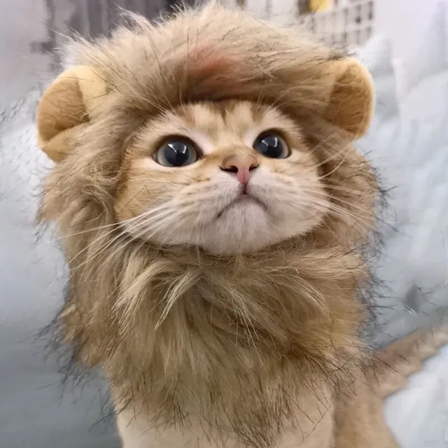 Aranyos oroszlán sörény macskáknak