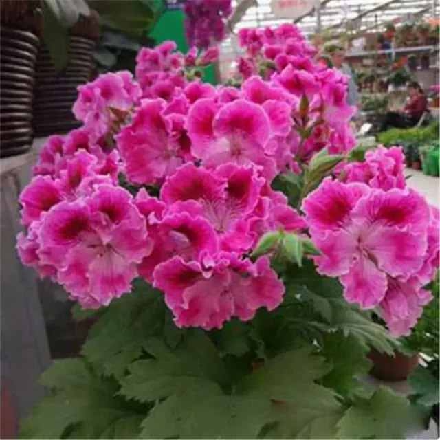 Seeds of beautiful and colorful Pelargonie large-flowered