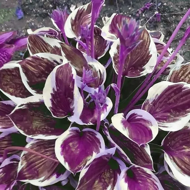 Seeds of the popular plant Bohyška Hosta Stained glass