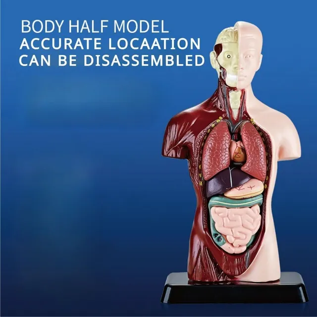 The educational model of the human body with organs to assemble - for fun and interactive learning