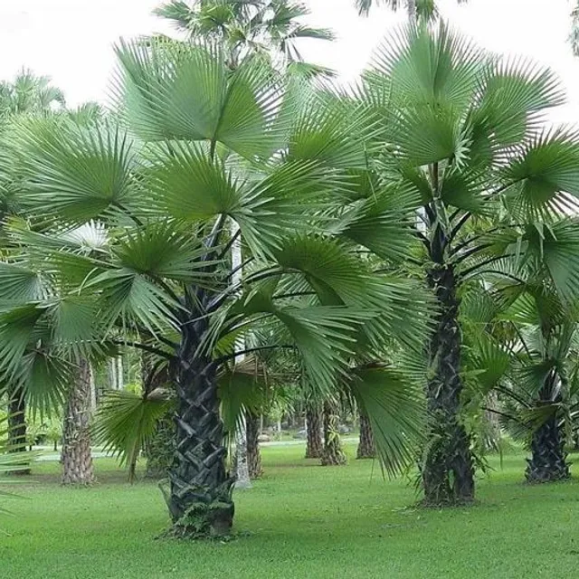 Ornamental palm seeds Chamaerops Excelsa