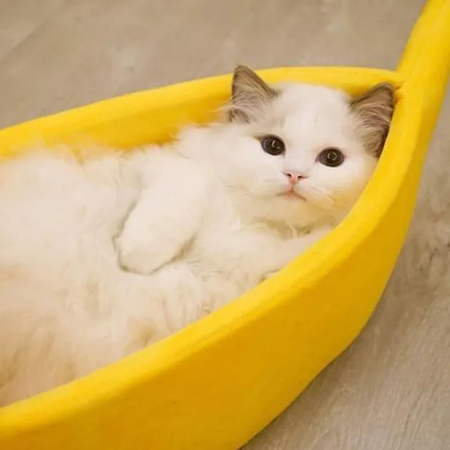 Łóżko kota w kształcie banana