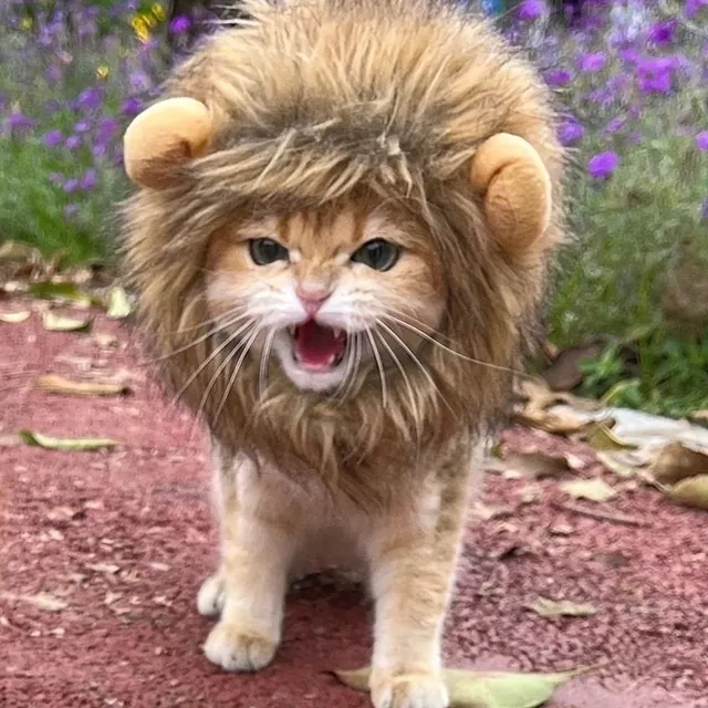 Lion Headband dla kotów - zabawne i słodkie