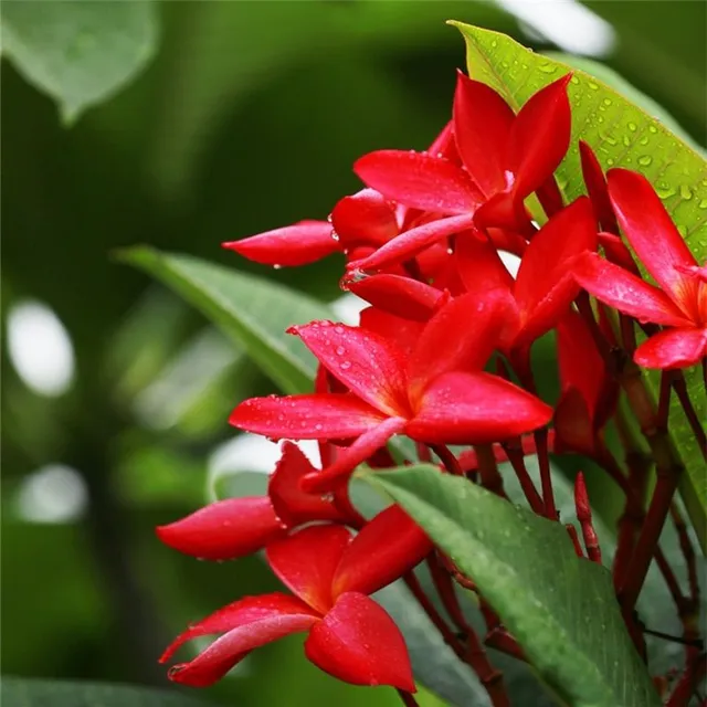 Vetőmagok díszített szabadtéri virágok Plumeria - különböző fajok