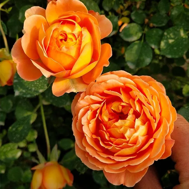 Seeds of beautiful colourful rose - different species