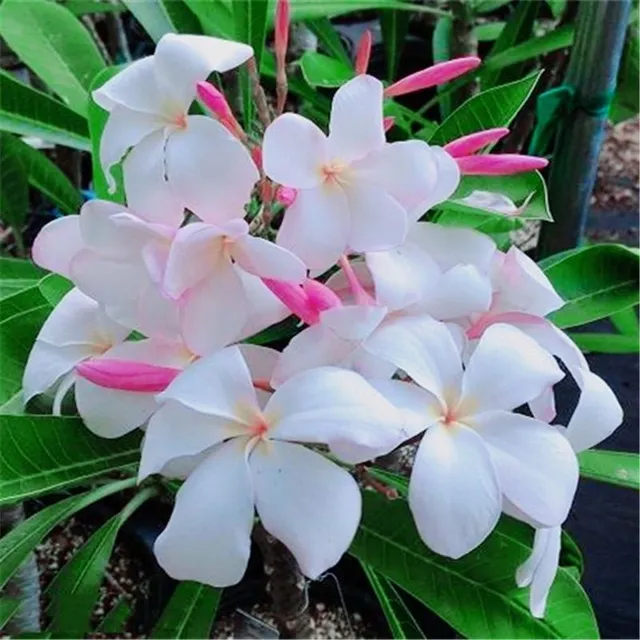 Seeds of ornamental outdoor flowers Plumeria - various species