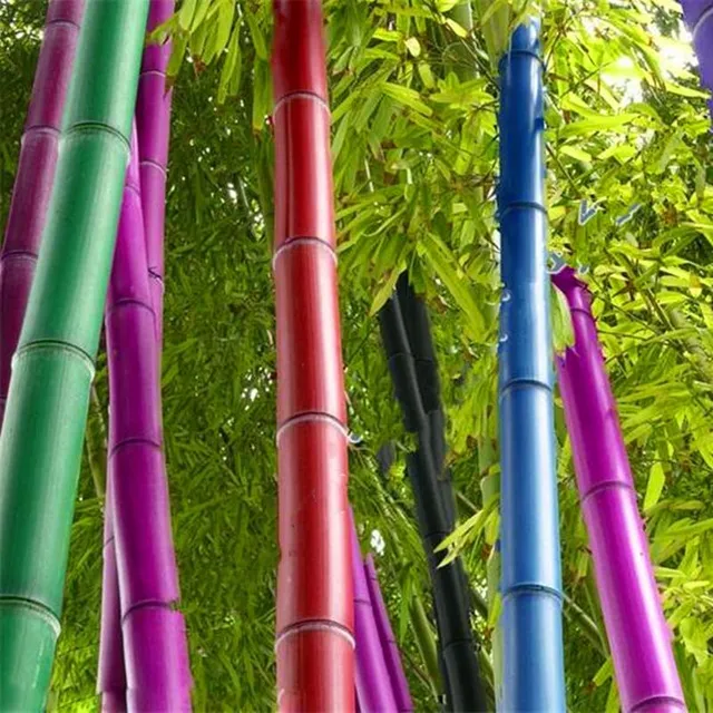Seminte de bambus din specia Phyllostachys Pubescens - diferite culori