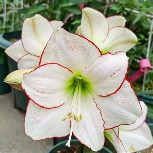 Seeds of colourful flowers Amaryllis - different species