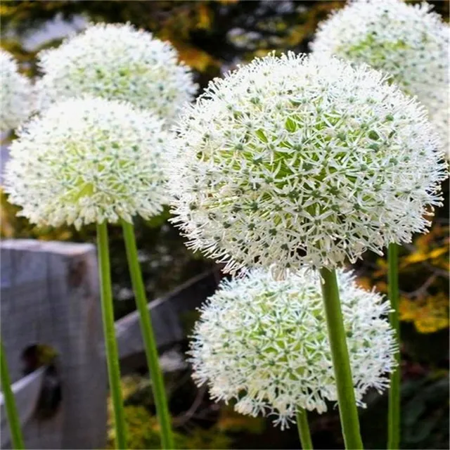 Seeds of ornamental coloured garlic - different varieties